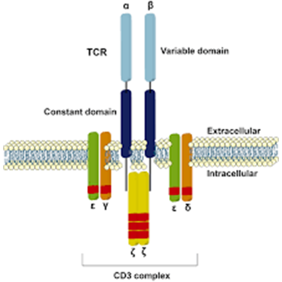 IHC - Cluster of Differentiation 10